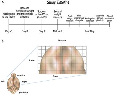 Increased Anxiety-Like Behavior in the Acute Phase of a Preclinical Model of Periodontal Disease